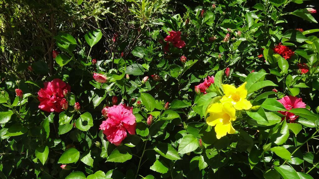לה גולט Bed And Breakfast Maison Papaye מראה חיצוני תמונה